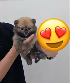 Pure Breed Tiny Teacup Teddy Pomeranian