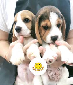BB6002 Beagle puppies male