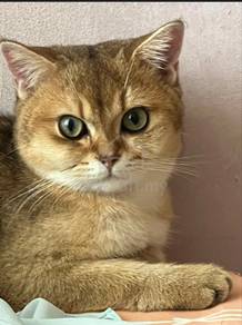 Golden British shorthair Ny25
