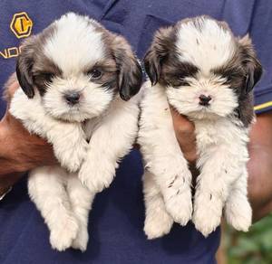 Shihtzu 