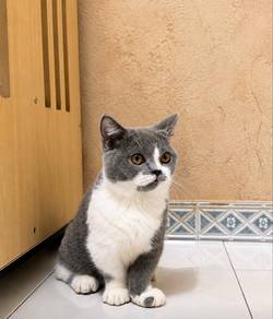 SuperShort Munchkin
