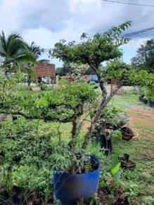 Bonsai Santalia gedabak