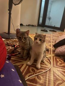 Kucing umur 4 bulan