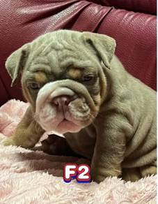ENGLISH BULLDOG PUPPIES Female  C050