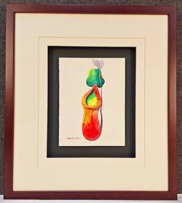 Framed Watercolor Botanical – Nepenthes Villosa