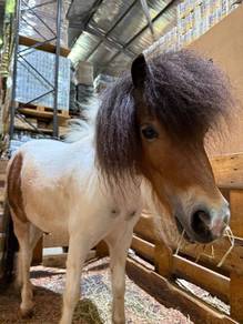 Falabella Horse