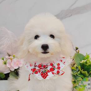 Maltese