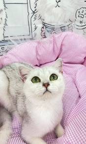 British Shorthair Silver Shaded