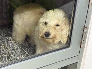 Toy poodle