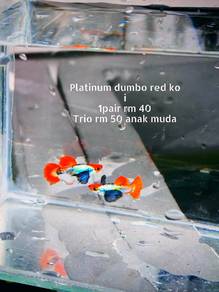 ikan guppy 