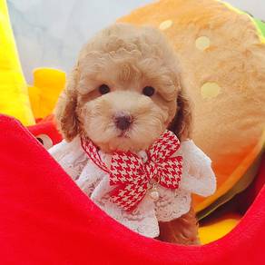 Poodle