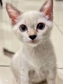 Anak kucing