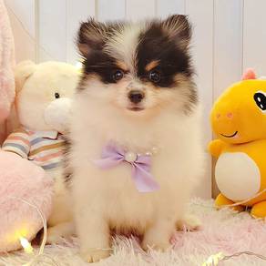 Pomeranian
