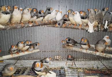 Burung zebra finch #pipitzebra