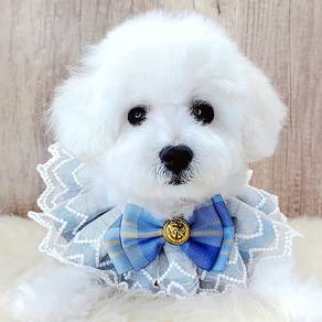 Maltipoo