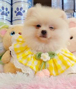 Pomeranian