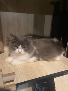 Kucing munchkin cat non standard