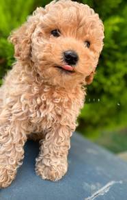 mini teacup poodle q