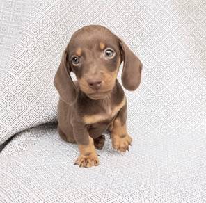 MINIATURE DACHSHUND Puppies 064 🐻  Male~Female