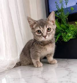 Munchkin short legs 