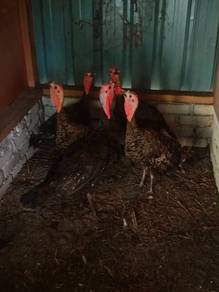 5 ekor ayam belanda