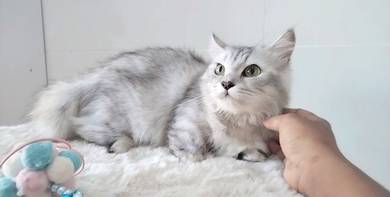 Silver Shade Munchkin Supershort Female Proven