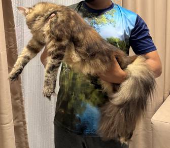 Mainecoon purebreed