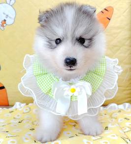 Husky