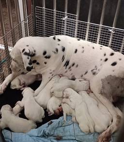Dalmations