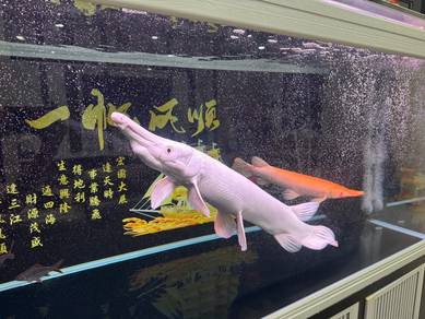 Albino Aligator Gar