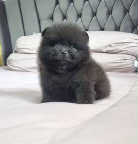 POMERANIAN PUPPIES a138 🌻 Available Male/ Female