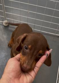 Daushound