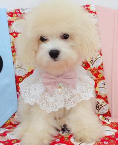 Maltipoo
