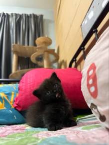 Munchkin Kitten