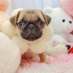 Pug
