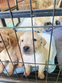 Labrador Retriever Puppies 3