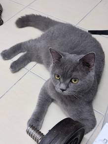 british short hair bsh