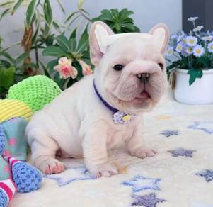FRENCH BULLDOG PUPPIES VIP838🌻 Boy-Girl Cream