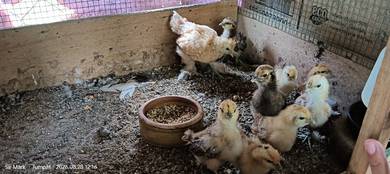 anak ayam kacuk silkie+pekin