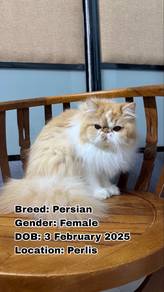 Kucing Parsi (Persian Cat)