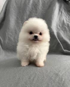 SSR_U77123 #MKA registered Tiny Pomeranian puppy
