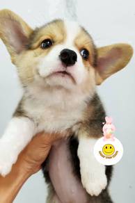 F66-100 Welsh Corgi Tri color haired puppies