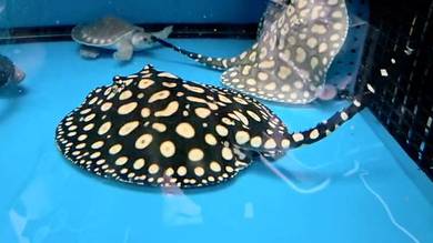 Female Black Diamond Stingray Ikan Pari Cantik