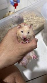 hamster syrian