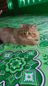 Kitten parsi untuk dijual 
