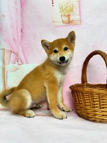 Shiba inu male