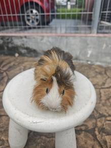 guinea pig jantan/male