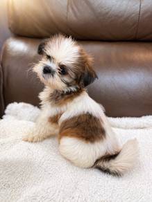 Shih Tzu Puppy For Sale