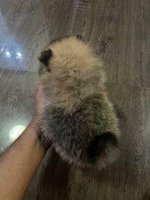 mini size Pom puppy