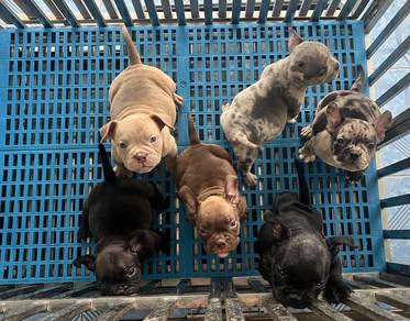 American Bully Puppies